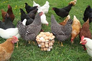 مرغ بومی تخمگذار بلک استار - سپید طیور